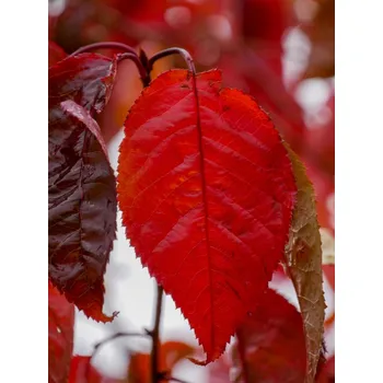 Sazenice Třešeň Sargentova 'Charles Sargent' Balení: bal/kontejner, Tvar: obvod kmene 18/20