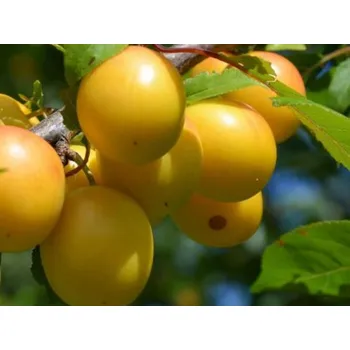 Sazenice Mirabelka 'Mirabelle de Nancy' Balení: bal/airpot/kontejner, Tvar: obvod kmene 16/18