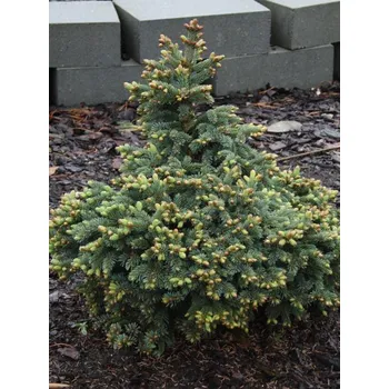Příroda Smrk sivý 'Joseph Rys' Picea glauca 'Joseph Rys'