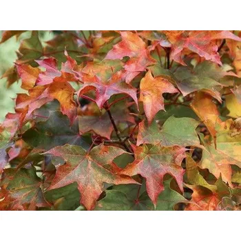 Sazenice Javor dlanitolistý 'Ample Surprise' Balení: kontejner C12, Tvar: roubováno na kmínku, výška 120 - 140 cm