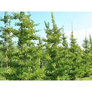 Sazenice Jinan dvoulaločný 'Horizontalis' Balení: kontejner C230, Tvar: OK 20/25