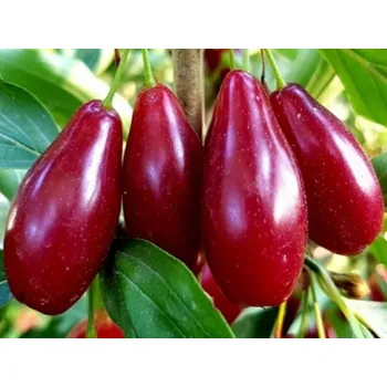 Ovoce Dřín velkoplodý 'Nikolka' Balení: bal/kontejner, Tvar: výška 250 - 300 cm Cornus mas ´Nikolka´