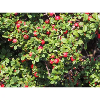 Sazenice Skalník drobnolistý 'Streib's Findling' Balení: kontejner p9