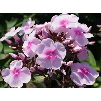 Sazenice Plaménka latnatá 'Sweet Summer® Sensation' - Phlox paniculata 'Sweet Summer® Sensation' Balení: kontejner p12