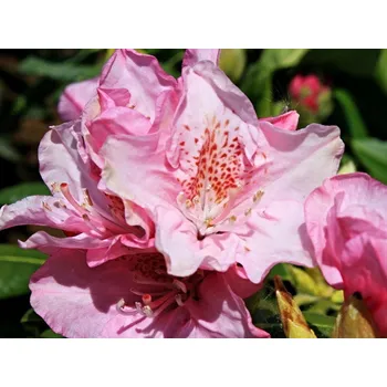 Sazenice Rododendron 'Helsinki University' Balení: kontejner C5