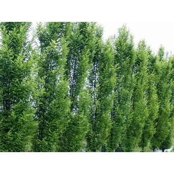 Sazenice Habr obecný 'Fastigiata' Balení: bal nebo kontejner, Tvar: výška 250-300cm