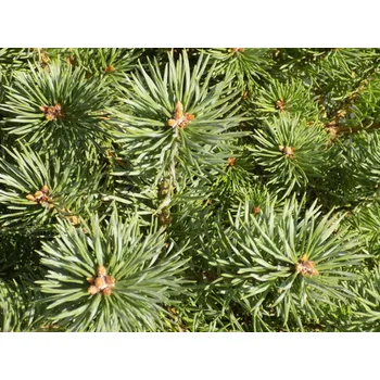 Sazenice Borovice lesní 'Saxitilis'