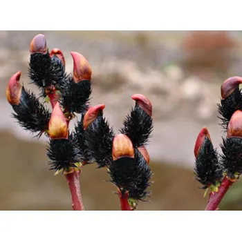 Sazenice Vrba štíhlopestíková 'Melanostachys' Balení: kontejner p9