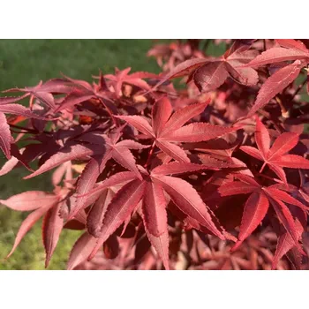 Sazenice Javor dlanitolistý 'Twombly's Red Sentinel' Balení: kontejner C5, Tvar: výška 30-40 cm