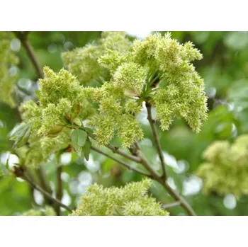 Sazenice Jasan zimnář Balení: bal/kontejner, Tvar: OK 12/14