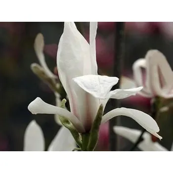 Sazenice Šácholán Zenův Balení: kontejner C15, Tvar: výška 160-180cm