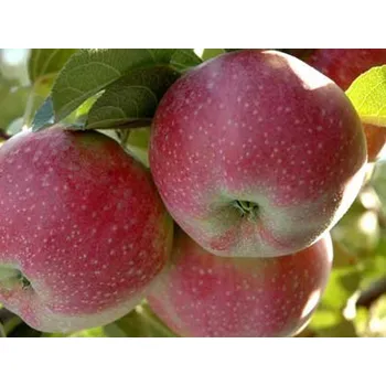 Sazenice Jabloň 'Alwa' Balení: bal/kontejner, Tvar: výška 200-250 cm, OK 18/20