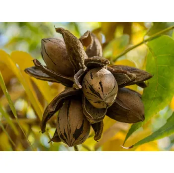 Sazenice Ořechovec pekanový Balení: bal/kontejner, Tvar: obvod kmene 25/30