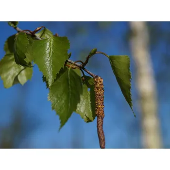 Sazenice Bříza bělokorá 'Zwitsers Glorie' Balení: bal/airpot/kontejner, Tvar: obvod kmene 14/16