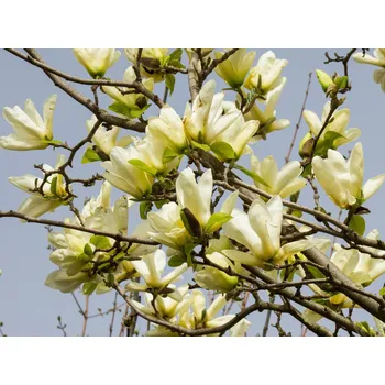 Sazenice Magnolie 'Yellow River' Balení: bal/airpot/kontejner, Tvar: obvod kmene 10/12