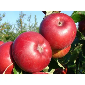 Sazenice Jabloň 'Juno' - kontejner Balení: kontejner C30, Podnož: MM106, Tvar a výška: Vysokokmen OK 8/10