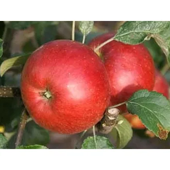 Sazenice Jabloň 'Wealthy Double Red' - kontejner Balení: kontejner C30, Podnož: semenáč, Tvar a výška: vysokokmen, OK 10/12