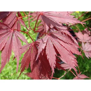 Sazenice Javor dlanitolistý 'Sherwood Flame'
