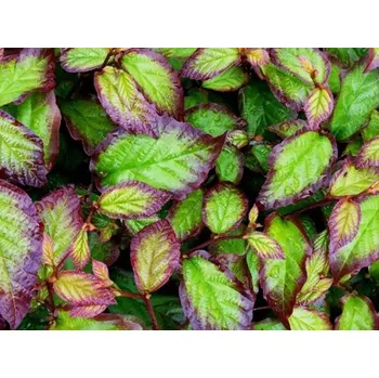 Sazenice Parrotie perská 'Persian Spire®' Balení: bal/airpot/kontejner, Tvar: obvod kmene 10/12