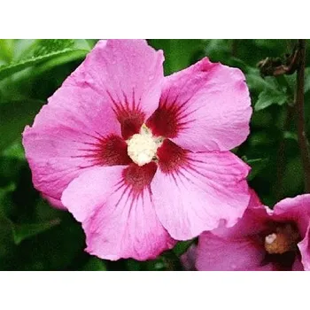 Sazenice Ibišek syrský 'Woodbridge' Balení: kontejner p9