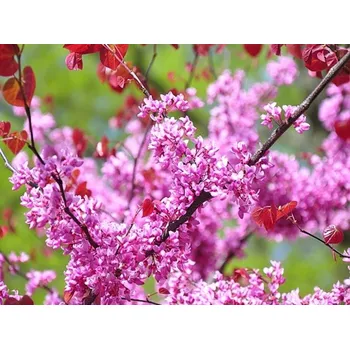 Sazenice Zmarlika kanadská 'Forest Pansy' Balení: kontejner, Tvar: vícekmen, výška 175-200 cm