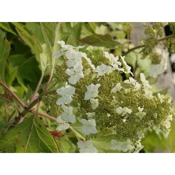 Sazenice Hortenzie dubolistá 'Ice Crystal®' Balení: kontejner C3