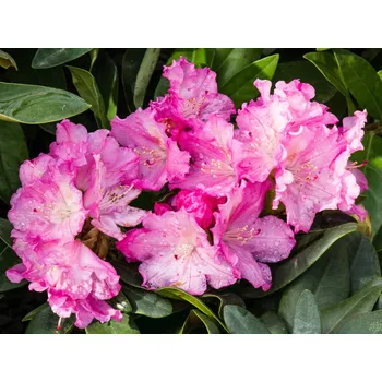 Semeno Rododendron 'Stožec'