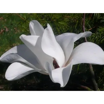 Sazenice Magnolie 'Leda'
