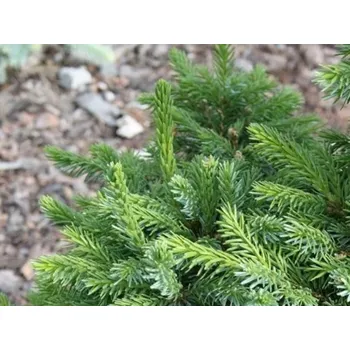 Sazenice Smrk omorika 'Frohnleiten'