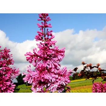 Sazenice Šeřík 'Redwine' Balení: kontejner p9