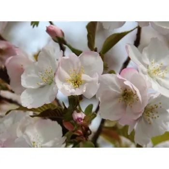 Sazenice Sakura ozdobná 'Sunset Boulevard' Balení: kontejner C60, Tvar: kmínek, výška 480-500cm