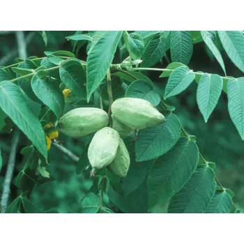 Sazenice Ořešák popelavý Balení: kontejner C10, Tvar a výška: 80-100cm