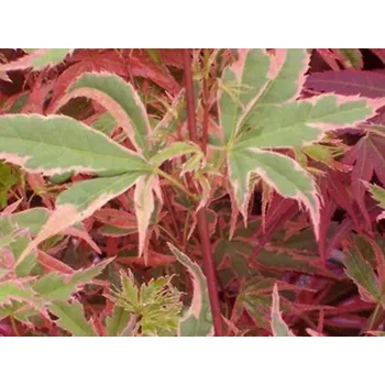 Sazenice Javor dlanitolistý 'Beni-Shichi-Henge' Balení: kontejner C5, výška 60-80