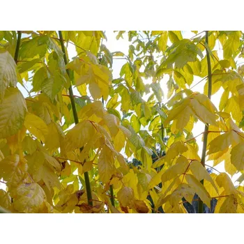 Sazenice Javor jasanolistý 'Winter Lightening' Balení: kontejner C5, Tvar: výška 100-120cm