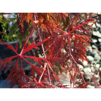 Sazenice Javor dlanitolistý 'Shojo Shidare'