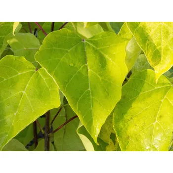 Sazenice Katalpa trubačovitá 'Aurea' kontejner p23