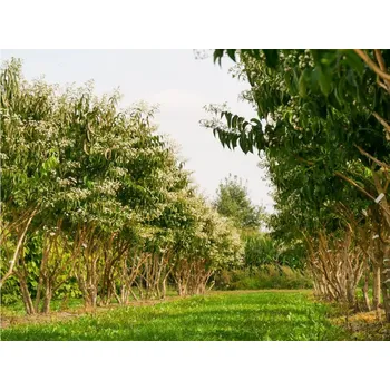 Sazenice Heptakodium jasmínovité Balení: bal/kontejner, Tvar: vícekmen, výška 200-250cm