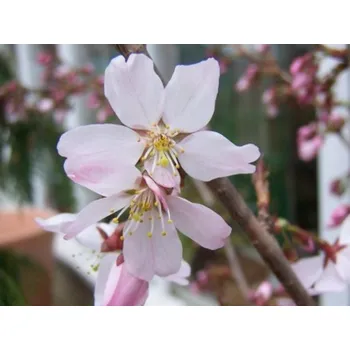 Sazenice Třešeň 'Pandora' Balení: kontejner C5, Tvar: výška 120-140 cm