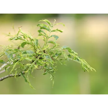 Sazenice Jasan ztepilý 'Aarsee'