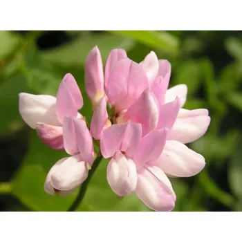 Semeno Čičorka pestrá - Coronilla varia