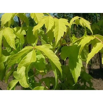 Sazenice Javor jasanolistý 'Odessanum' Balení: kontejner C10, Tvar: kmínek, výška 150-175cm