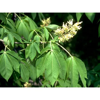 Sazenice Jírovec žlutý Balení: kontejner C20, Tvar: roubováno na kmínku