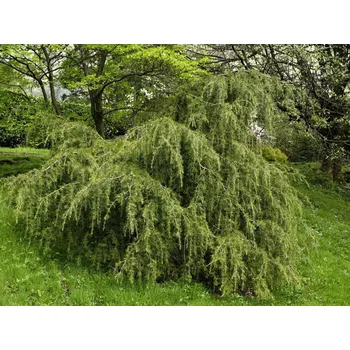 Sazenice Cedr himalájský 'Robusta' Balení: kontejner, Tvar: výška 350-400cm