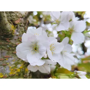 Sazenice Sakura ozdobná 'Taihaku' Balení: bal/kontejner, Tvar: OK 20/25