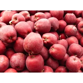 Sazenice Jabloň 'Mestar' Balení: bal/kontejner, Tvar: výška 250-300 cm, OK 20/25