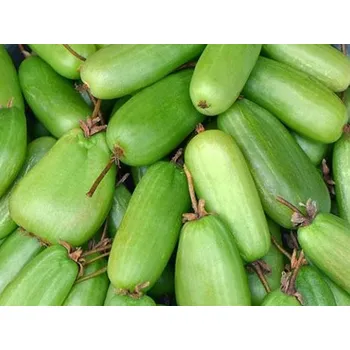 Sazenice Kiwi 'Vitakola' kontejner C2