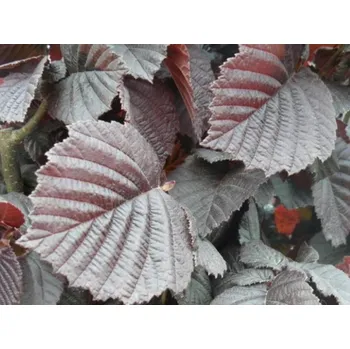 Sazenice Líska obecná 'Anny's Red Dwarf' Balení: kontejner C5, Tvar: roubováno na kmínku, výška 120-140 cm