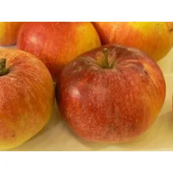 Sazenice Jabloň 'Baumanova Reneta' Balení: bal/kontejner, Tvar: výška 300-350 cm, OK 30/35