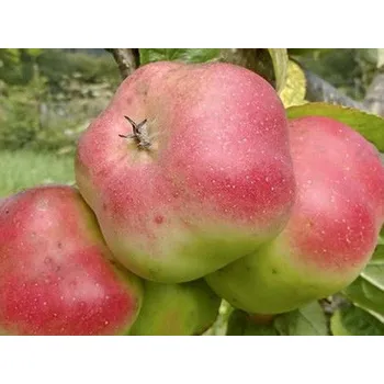 Sazenice Jabloň 'Pomme D'api' Balení: bal/kontejner, Tvar: výška 300-350 cm, OK 30/35