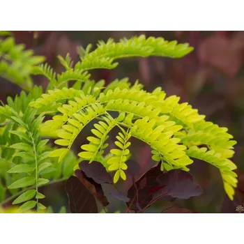 Sazenice Dřezovec trojtrnný 'Sunburst' Balení: kontejner C375, Tvar: keř, výška 500-600 cm